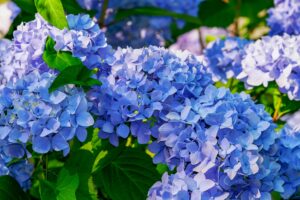 6月を思わせるアジサイの花の画像