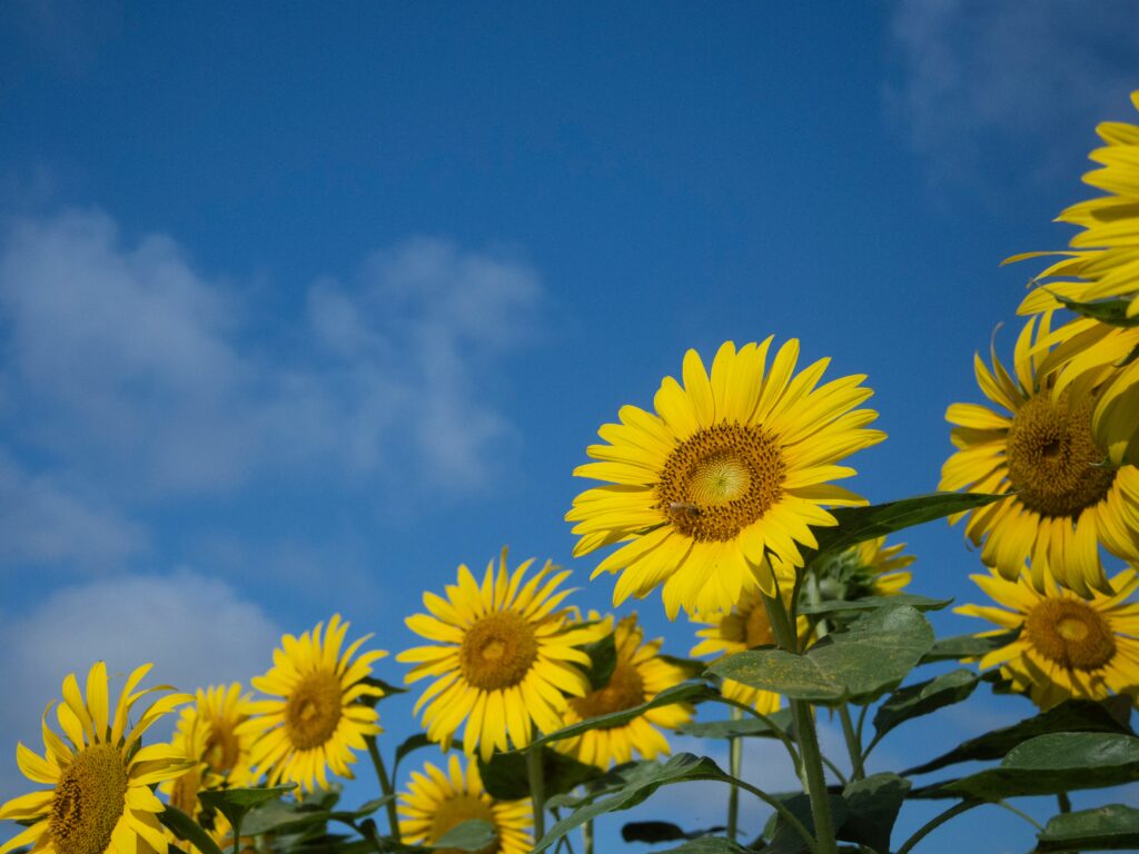 ８月らしいひまわりの画像
